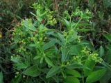  (Isatis tinctoria):  ,    